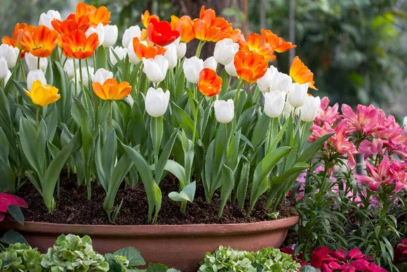 Rote und weiße Tulpen in einem Topf
